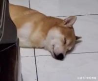 柴犬睡梦中偷吃，狂舔地板，主人：有了它每天不用擦地了！